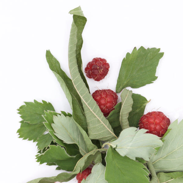 Verbena, strawberry leaf and raspberry herbal tea
