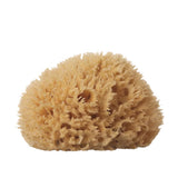 Natural Sea Sponge